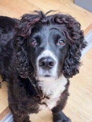 Cocker Spaniel looking at the camera