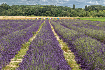 Obraz premium lavender field in region