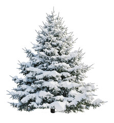 PNG Snow-covered evergreen tree in winter landscape