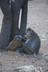 Mother monkey nurtures baby jungle habitat wildlife photography natural environment close-up family bonding