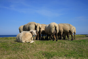 Sheep on the dike in Westermarkelsdorf, Fehmarn Island, Baltic Sea, Germany