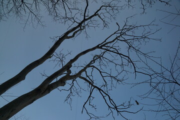 Obraz premium Winter branches against a cold sky nature landscape photography outdoors low angle seasonal change