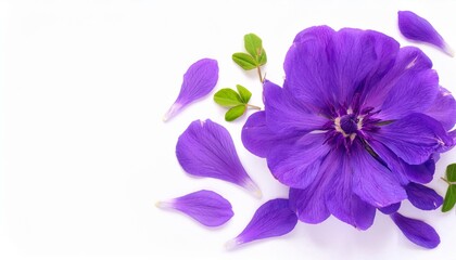Obraz premium Closeup of Blooming Violet Flowers and Petals Isolated on White Background. Top View of Flower with Empty Space.