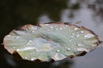 Feuille de nénuphar