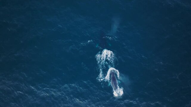 Humpback Whales in Sunny Cabo San Lucas Baja California Sur Mexico, Pacific Ocean