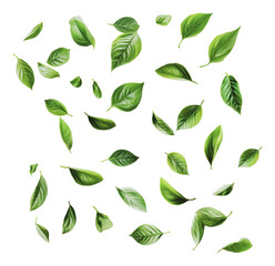 PNG Green leaves collection on white