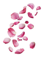 Fototapeta premium PNG Pink rose petals scattered on a white background