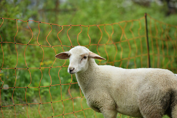 domestic sheep walks on a meadow and eats grass
