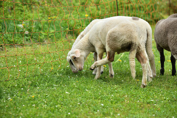 Home-bred sheep in a garden fenced with an electric grid 