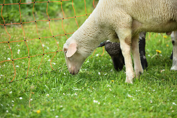 Home-bred sheep in a garden fenced with an electric grid 