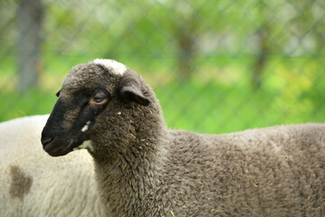 Naklejka premium Home close-up of a sheep's head on the farm on the meadow