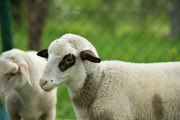 Home-bred sheep in a garden fenced with an electric grid 