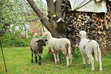 domestic sheep walks on a meadow and eats grass