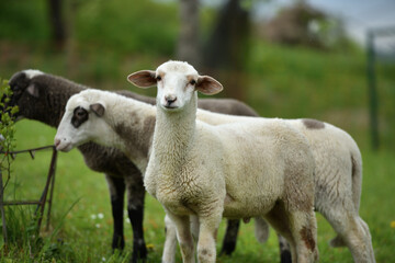 domestic sheep walks on a meadow and eats grass