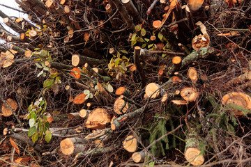 Pile of brushwood, wooden logs, big trunks of tall trees chopped and stacked in a forest