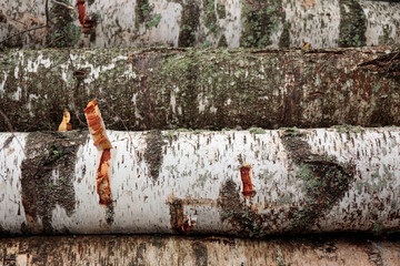 Pile of wooden logs, big trunks of tall trees cut and stacked in a forest. Ecological damage and deforestation