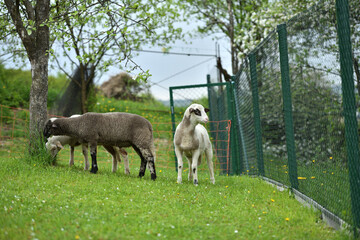 Domestic sheep grazing on pasture protected by an electric grid with a fence