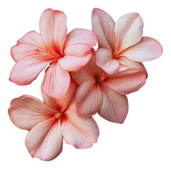 Fototapeta premium PNG Beautiful pink flowers arranged with care