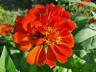 red flower in the garden