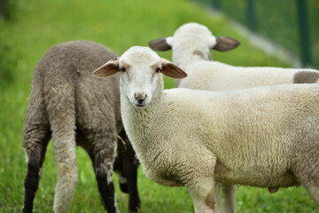 Domestic sheep grazing on pasture protected by an electric grid with a fence
