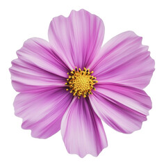 Fototapeta premium PNG Intricate pink flower with fine petals
