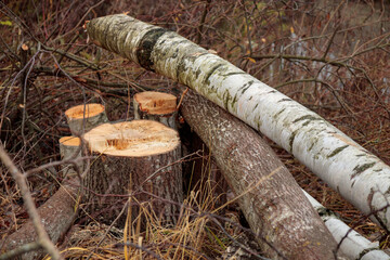 Deforestation concept. Freshly chopped alder and birch trees with stumps in the forest after...
