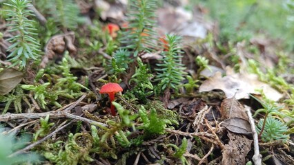 Mushrooms in the woods