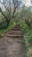 Old forest stairs path