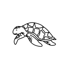 turtle isolated on white