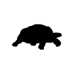 Turtle, tortoise icon