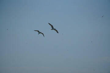 Seagulls in flight over ocean horizon coastal area wildlife photography serene environment aerial view nature's beauty