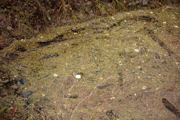 Dirty lake water due to pollution generated by humans , the environmental pollution and problems