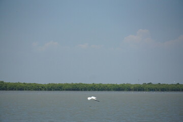Graceful bird in flight over tranquil waters scenic wetland wildlife photography serene environment aerial view nature's beauty
