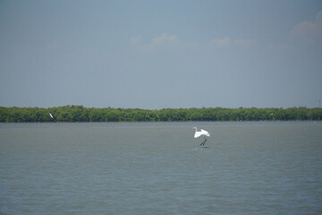 Elegant white heron fishing in tranquil waters coastal wetlands wildlife photography natural habitat scenic view serenity