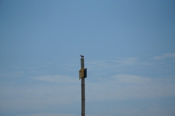 Seagull sitting on a pole coastal city nature photography clear sky wide angle wildlife observation
