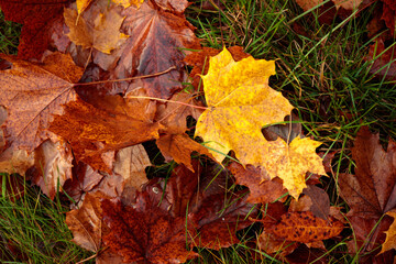 Autumn leaves on a grass close-up, selective focus. Fallen autumn leaves on the grass, yellow maple leaf