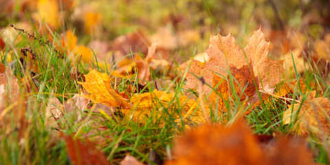 Autumn leaf on a grass close-up, selective focus. Fallen autumn leaves on the grass, yellow maple leaf