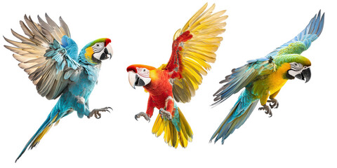 Obraz premium Colorful Tropical Parrots in Flight Captured in Stunning Detail, Highlighting Their Vibrant Feathers and Dynamic Movement in the Wild