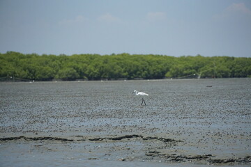 Heron hunting for fish mangrove forest wildlife photography coastal wetlands low angle nature conservation