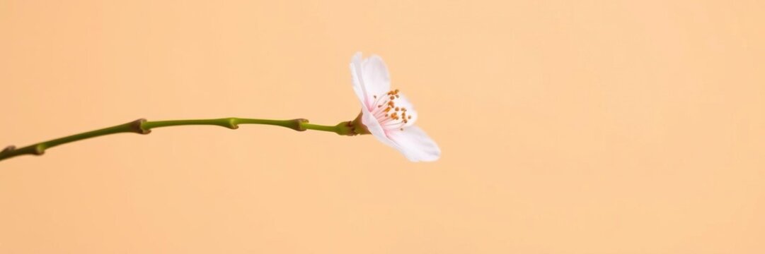 Close-up of a single pale pink cherry blossom on a slender green stem against a warm beige background in full bloom, blooming, spring, pink