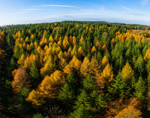 Aerial shot of coniferous forest in autumn colours under a blue sky and sunlight