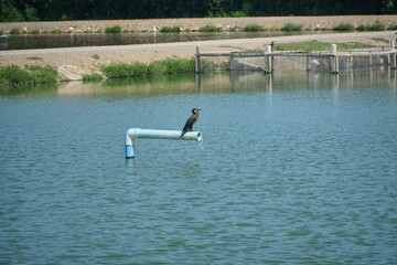 Cormorant perched on pipe at tranquil lake aquatic wildlife observation calm waters serene landscape nature photography