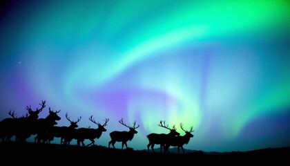 silhouette reindeer in the north lights
