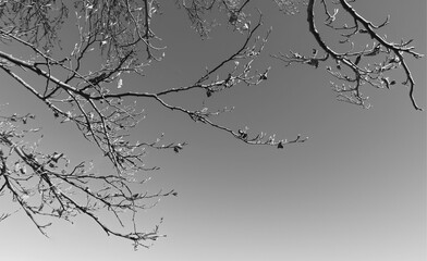 elegant monochrome image of branches with few leaves against the sky