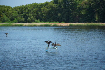 Birds spreading wings in tranquil lake nature scene freshwater environment wildlife photography serene viewpoint natural beauty