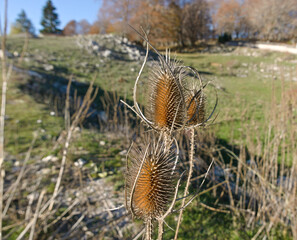 MACRO OF WILD PLANT WITH THORNS IN COUNTRY LANDSCAPE