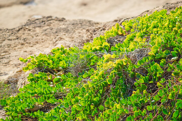 Greenery on Rocky Coastal Terrain