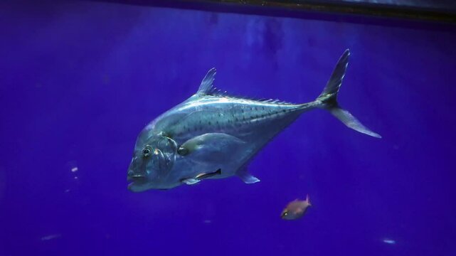 Indian threadfish (Alectis indica) (also known as the Indian threadfin, diamond trevally, mirror fish and plumed trevally)