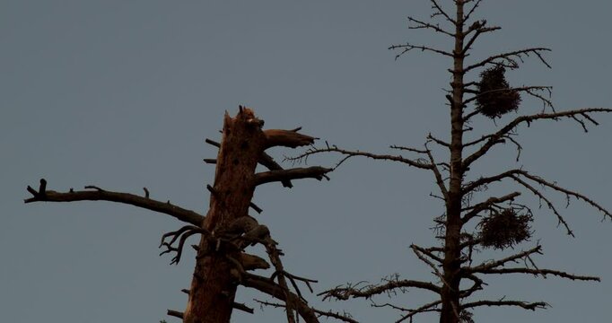 Witch's Broom on Tree.