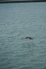 Fototapeta premium Bird in flight over serene water coastal area wildlife photography natural habitat aerial view serenity in nature